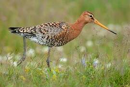 Black-tailed Godwit