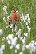 Black-tailed Godwit