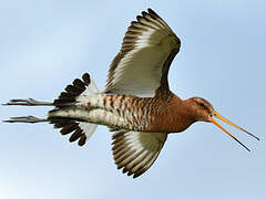 Black-tailed Godwit