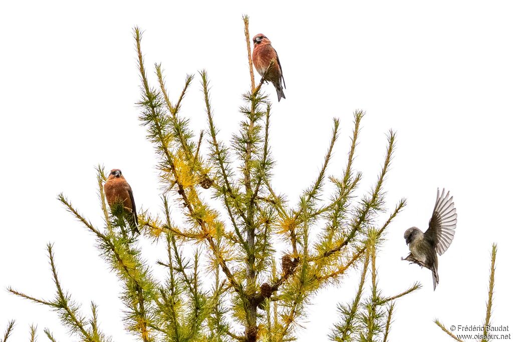 Bec-croisé des sapins, Vol