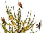 Bec-croisé des sapins