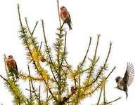 Bec-croisé des sapins