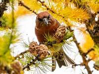 Bec-croisé des sapins