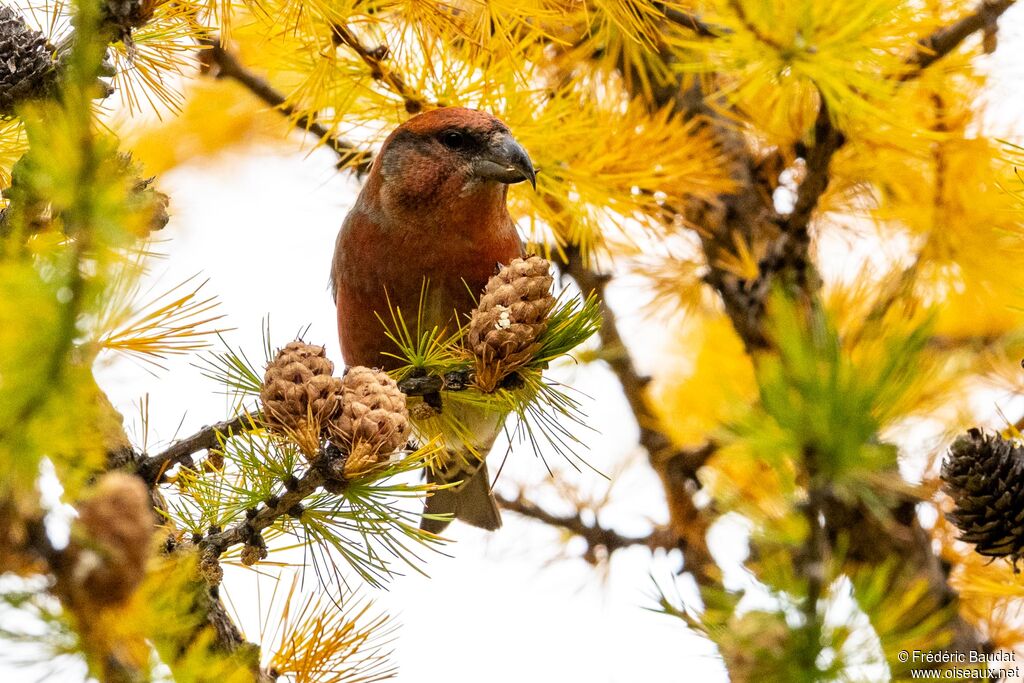 Bec-croisé des sapins mâle adulte