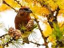 Bec-croisé des sapins