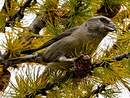 Bec-croisé des sapins