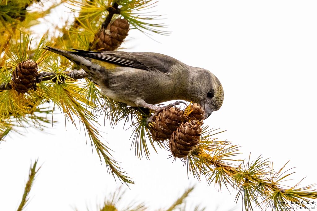 Bec-croisé des sapins femelle adulte, mange