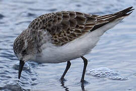 Little Stint