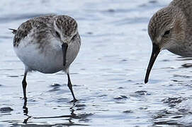 Little Stint