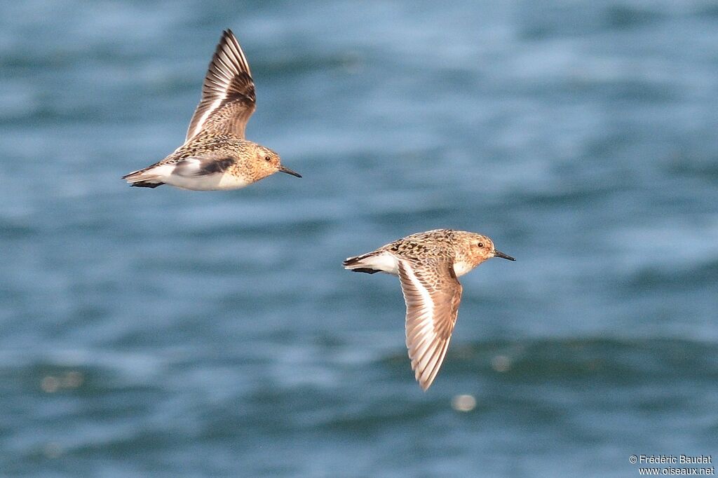 Sanderlingadult breeding, Flight