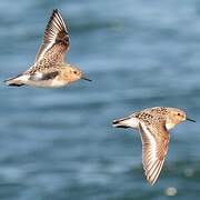 Bécasseau sanderling