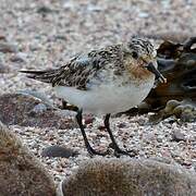 Bécasseau sanderling