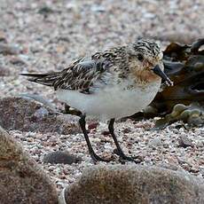 Bécasseau sanderling