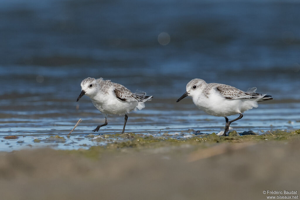 Bécasseau sanderling