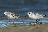 Bécasseau sanderling