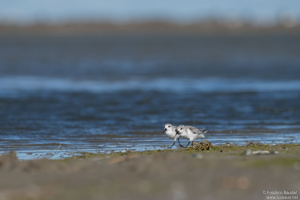 Bécasseau sanderling