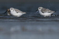 Bécasseau sanderling