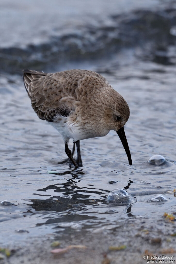 Dunlinadult post breeding, walking