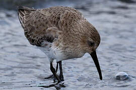 Dunlin