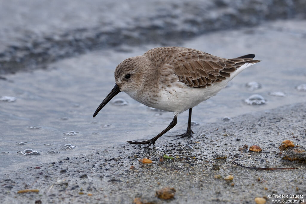 Dunlin