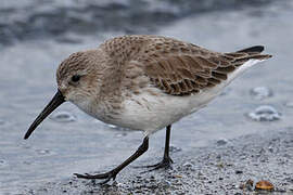 Dunlin