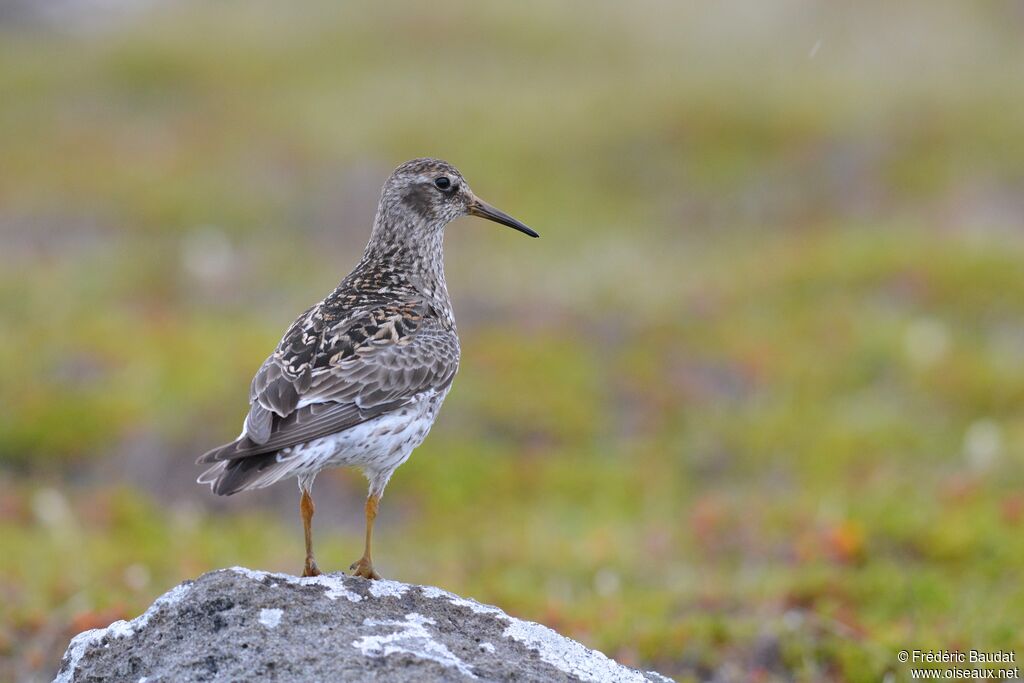 Purple Sandpiperadult breeding