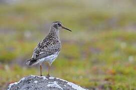 Purple Sandpiper