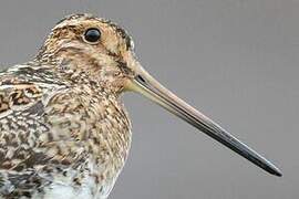 Common Snipe