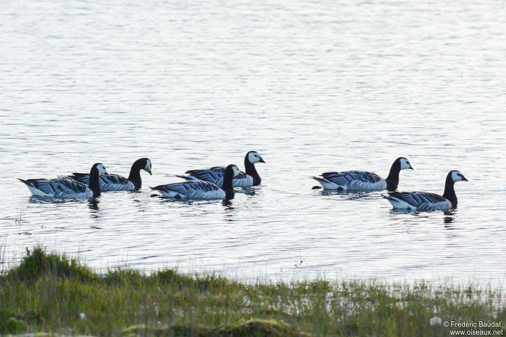 Bernache nonnetteadulte, nage