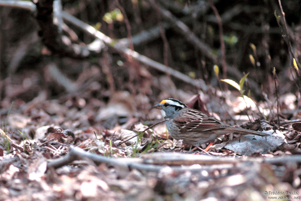 White-throated Sparrowadult