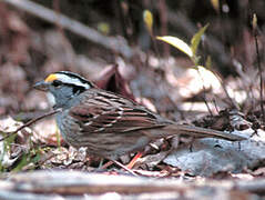 White-throated Sparrow