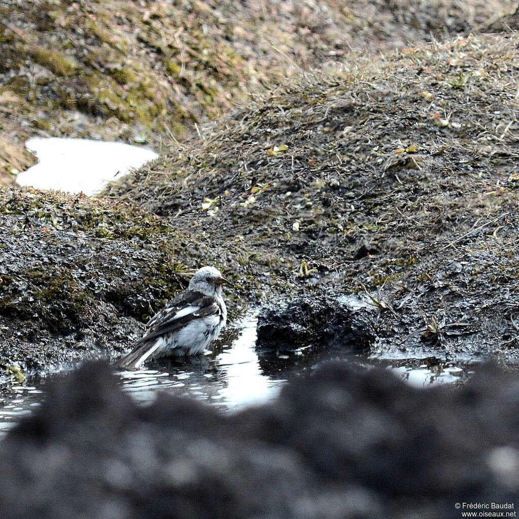 Snow Bunting male adult breeding, Behaviour