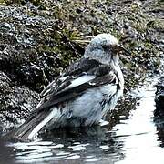 Snow Bunting