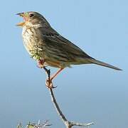 Corn Bunting