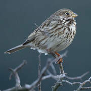 Corn Bunting