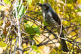 Bulbul à oreillons bruns