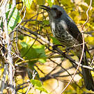 Bulbul à oreillons bruns