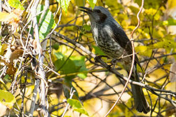 Bulbul à oreillons bruns