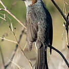 Bulbul à oreillons bruns