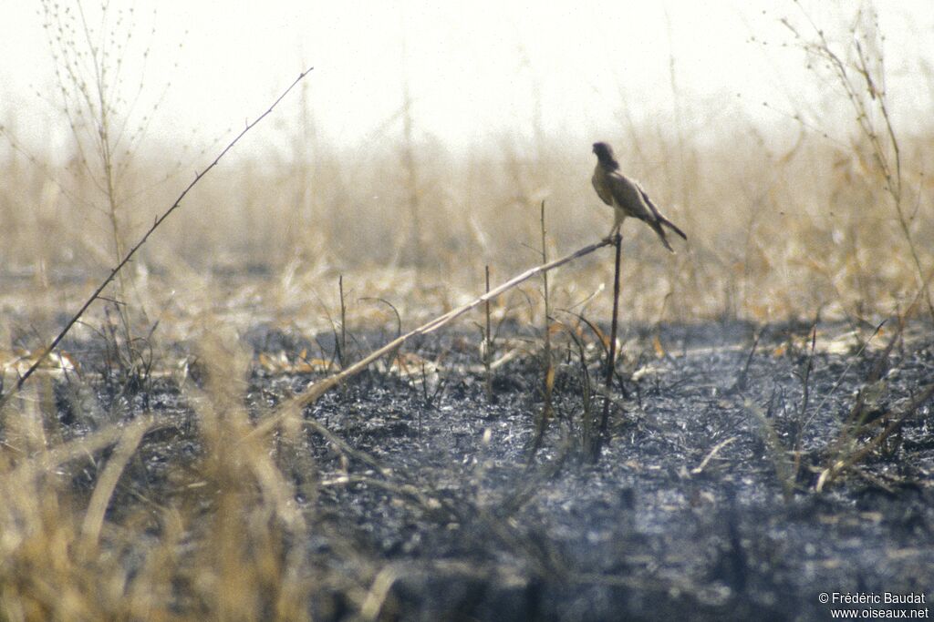 Busautour des sauterelles, habitat