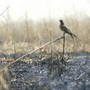 Grasshopper Buzzard