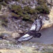 Black-chested Buzzard-Eagle