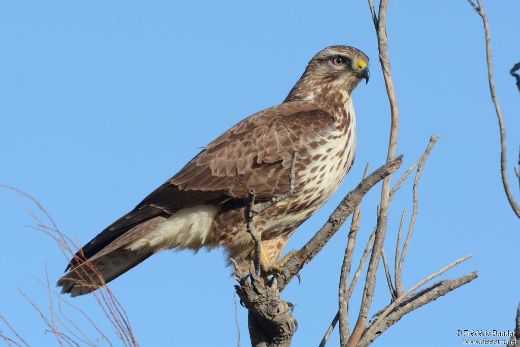 Buse variable