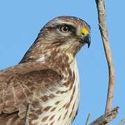 Common Buzzard