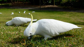 Sulphur-crested Cockatoo