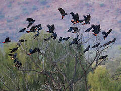 Red-tailed Black Cockatoo