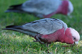 Galah