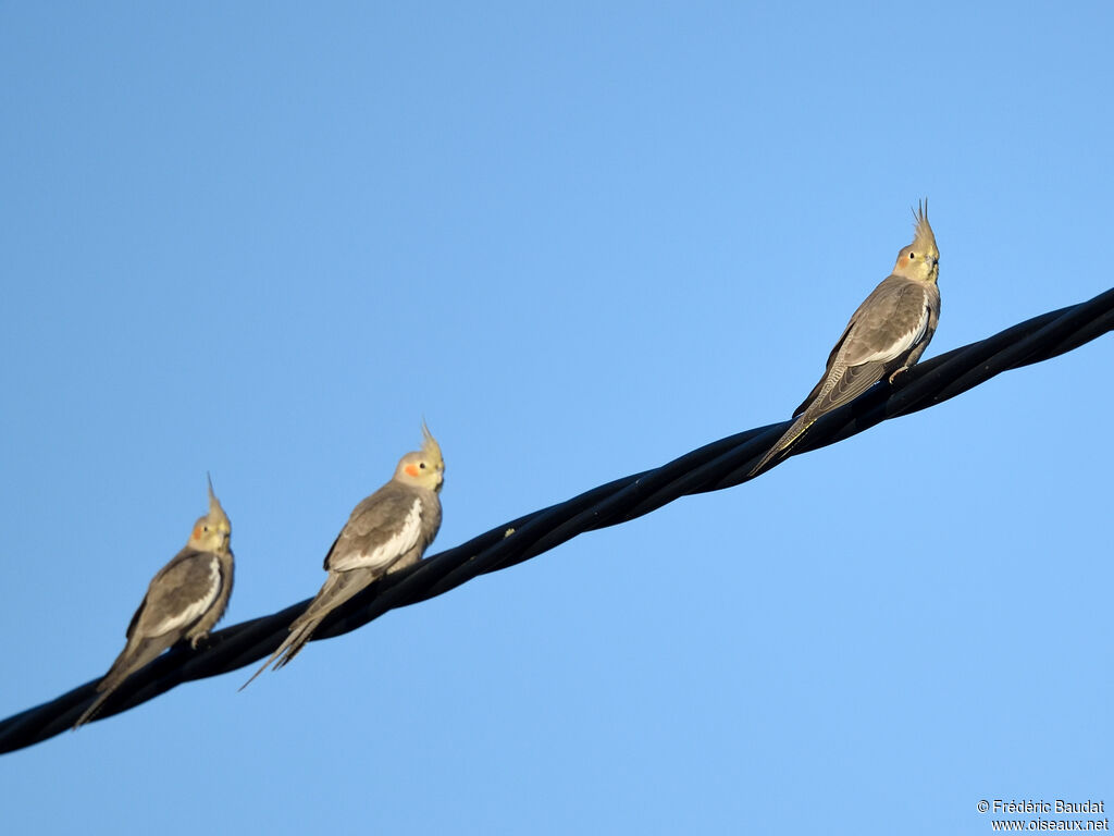 Cockatieladult