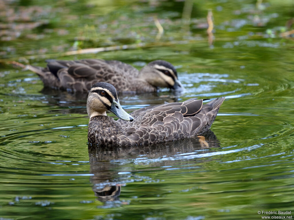 Canard à sourcils mâle adulte, nage