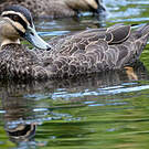 Canard à sourcils